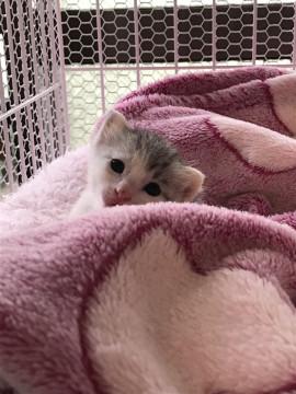 サバ白ちゃん＊男の子