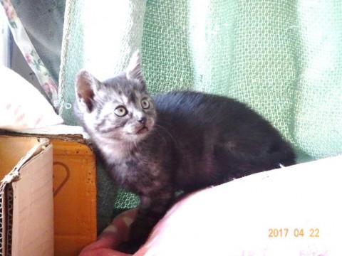 里親様を募集！！シルバー系の子猫（2匹）