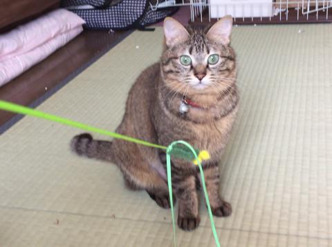 リスみたいなキジトラちゃん