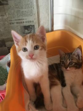 保護子猫ちゃん、里親さん探してます