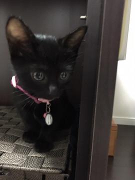 お利口さんのオクラちゃん