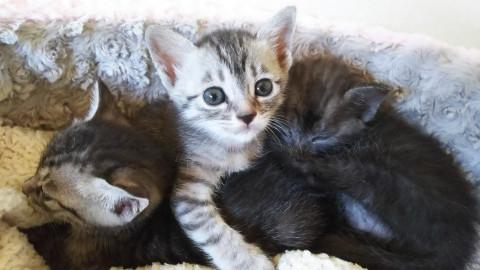 甘えん坊の可愛い女の子