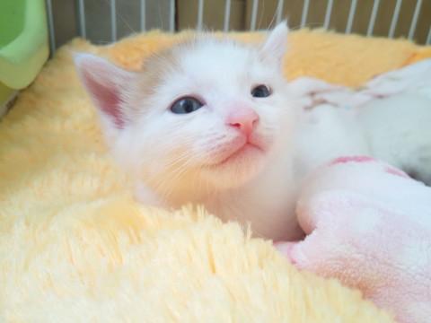 4/25生まれの白茶の男の子