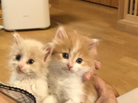 4週齢位のちびっこｓ