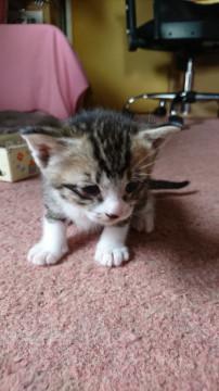 群馬県 手袋はめてる可愛い娘 猫の里親募集 ネコジルシ 群馬県 手袋はめてる可愛い娘 猫の里親募集 ネコジルシ