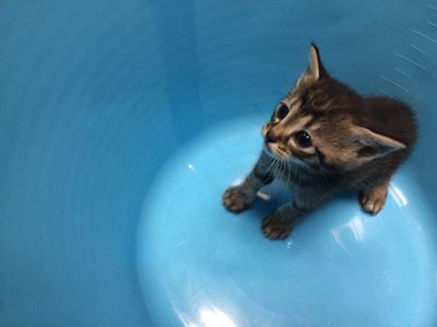 実家の納屋に。。里親になって下さい。