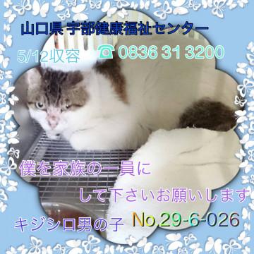 可愛い キジシロくん