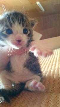 可愛い子猫ちゃん