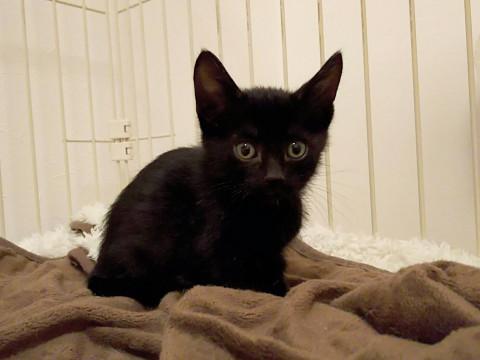 黒さびチームの長男、とんがり君