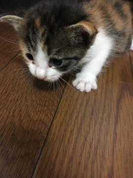 里親募集
