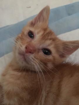 甘えっ子の男の子