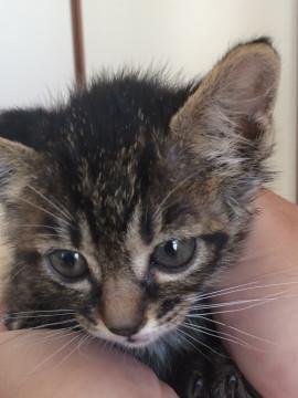 可愛い子猫です。