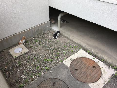 生後1ヶ月くらい 3匹