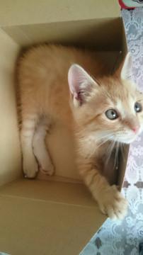 茶トラのかわいい猫ちゃんです