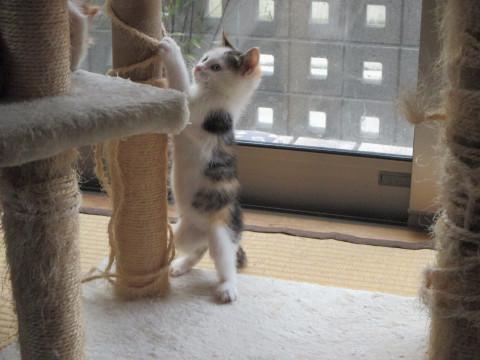 可愛い三毛ちゃんの里親さま募集