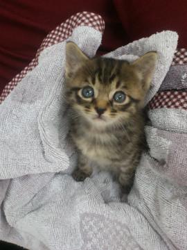さみしがりやとクロねこ