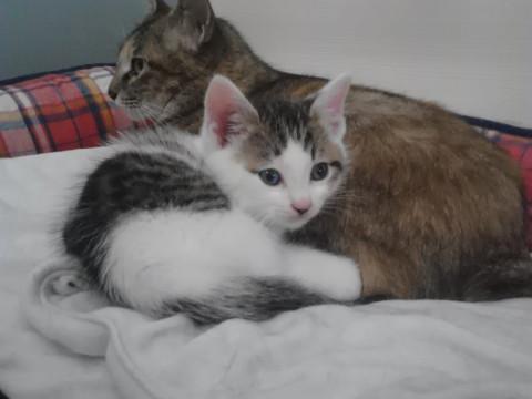 4/11生まれ　ひとなつこい男の子