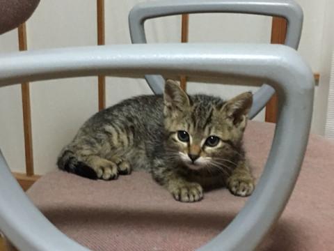 顔面偏差値の高いキジ猫ちゃん