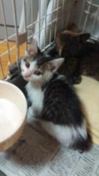 お上品なサバ白ちゃん