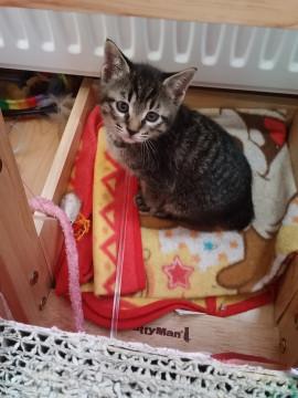 仔猫の里親になって下さい