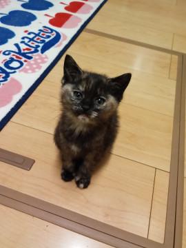 仔猫の里親になって下さい
