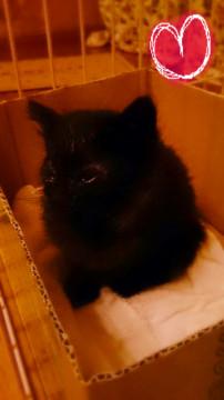 黒猫の仔猫ちゃん