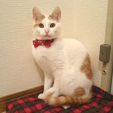 お膝の上が大好き！甘えん坊な男の子です。
