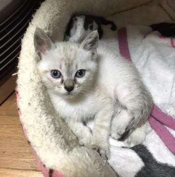 子猫の里親募集中！！エルサちゃん♪