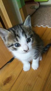 甘えん坊な子猫の里親さん募集です！