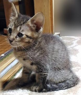この子達の里親になってください