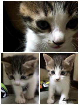 (話し合い中)虎顔の美男子くん