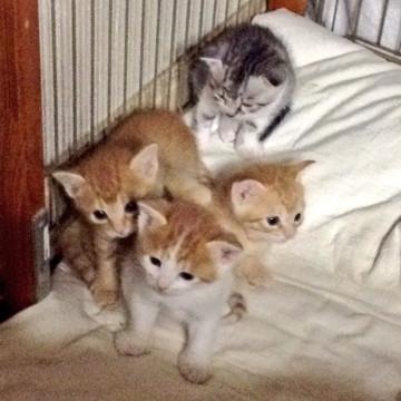 生後１ヶ月オス２匹メス２匹