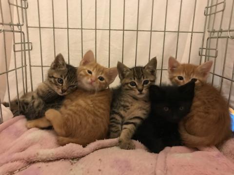 かわいいチビニャン