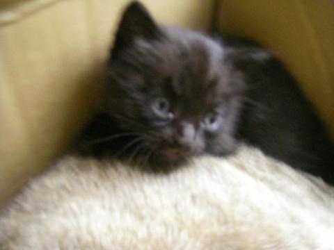 生後一ヶ月の子猫です。