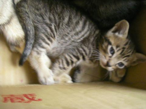 生後一ヶ月の子猫です。