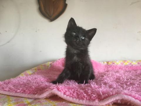 可愛い慣れ慣れ1ヶ月黒猫ちゃん
