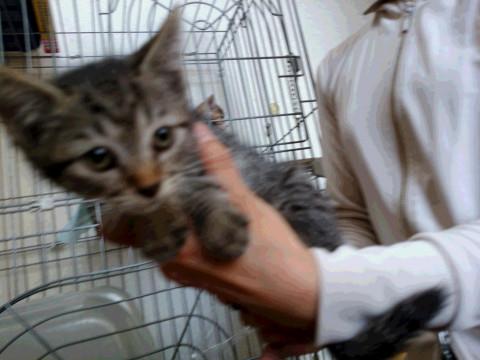 約２か月のキジトラ・３匹で保護してます