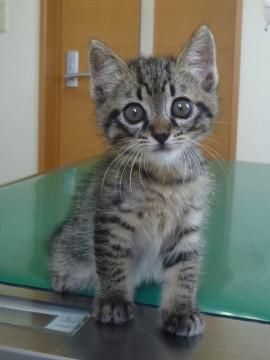 1ヶ月半の男の子です