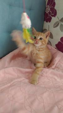 可愛い茶トラ子猫ちゃん1ヶ月