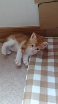可愛いアメショー柄子猫ちゃん1ヶ月