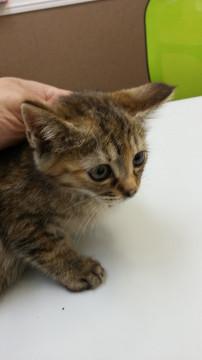 可愛い猫ちゃん