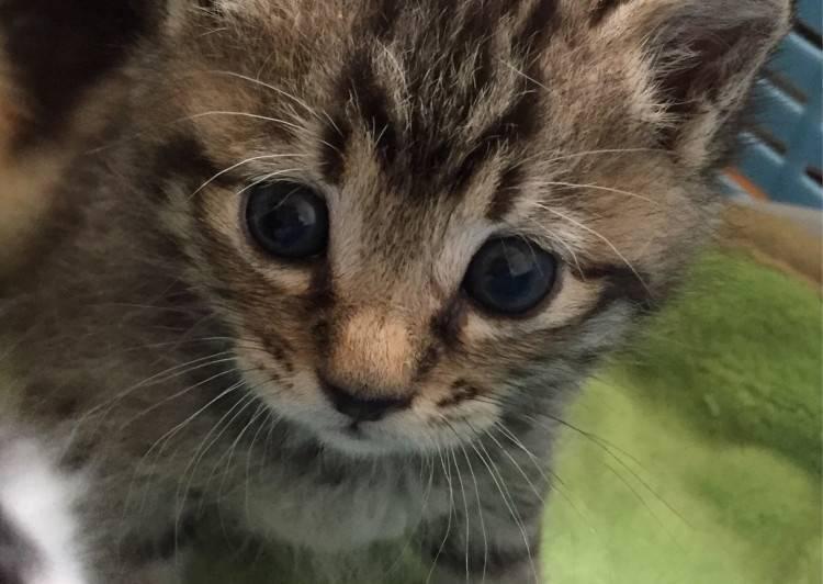 大阪府 キジトラ子猫ちゃん 猫の里親募集 ネコジルシ