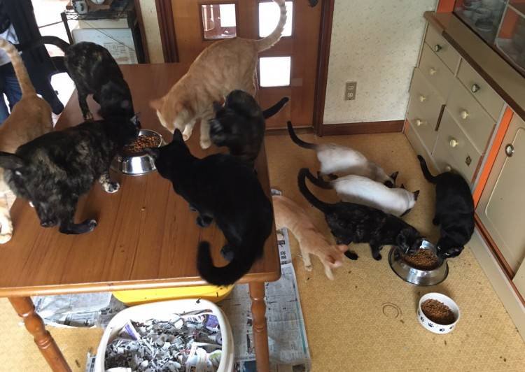 北海道の猫の里親募集 千歳市 ネコジルシ 北海道の猫の里親募集 千歳市 ネコジルシ
