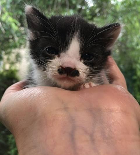福岡県 ヒゲ模様がかわいいハチワレの保護猫です 猫の里親募集 ネコジルシ 福岡県 ヒゲ模様がかわいいハチワレの保護猫です 猫の里親募集 ネコジルシ