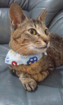 小柄で甘えたな美しい猫貰って！