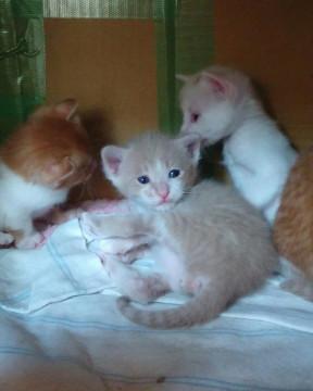 三毛猫親子の産んだ子ども7ニャン