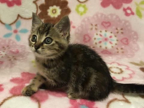 アメショ柄の可愛いお目々の女の子