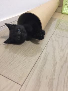 動画あり 生後1ヶ月半♡女の子