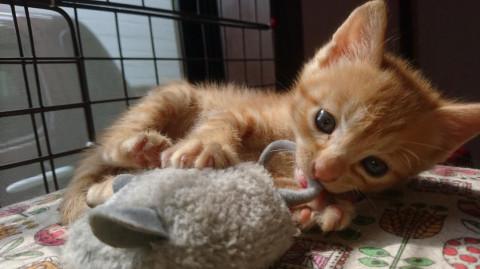 激カワ茶トラちび～ず『しょおくん』