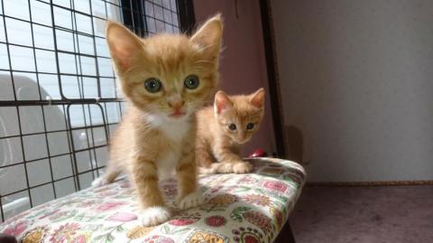 激カワ茶トラちび～ず『ゆぅくん』